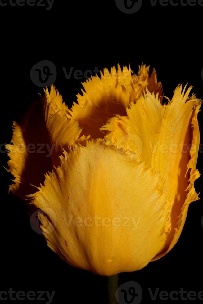 Tulip flower close up background family liliaceae botanical modern photo