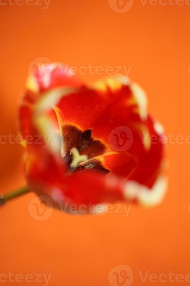 Tulip flower close up background family liliaceae botanical modern photo