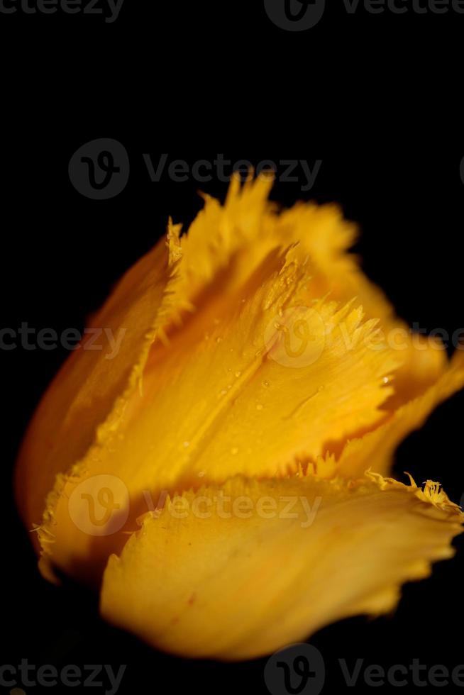 Tulip flower close up background family liliaceae botanical modern photo