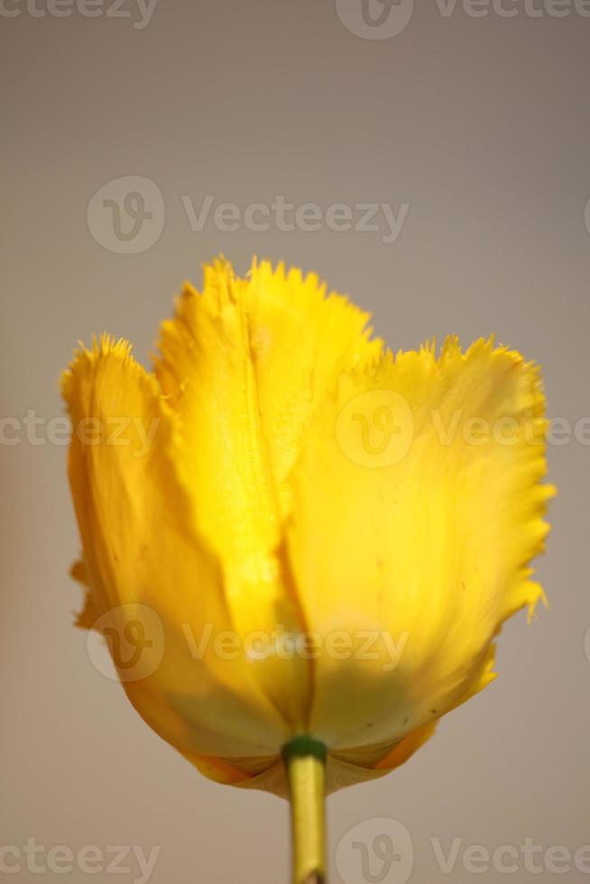 flor de tulipán cerrar fondo familia liliaceae botánico moderno foto