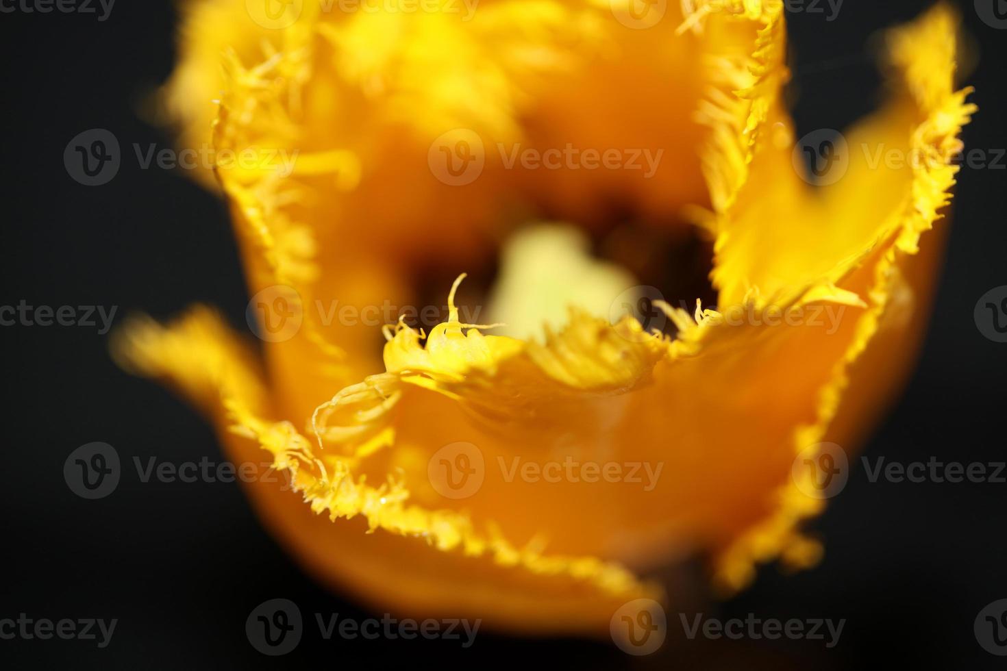 flor de tulipán cerrar fondo familia liliaceae botánico moderno foto