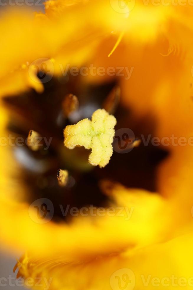 Tulip flower close up background family liliaceae botanical modern photo