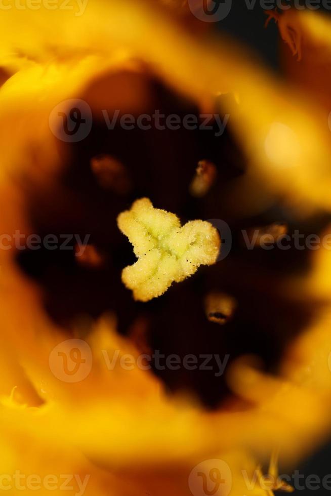 Tulip flower close up background family liliaceae botanical modern photo