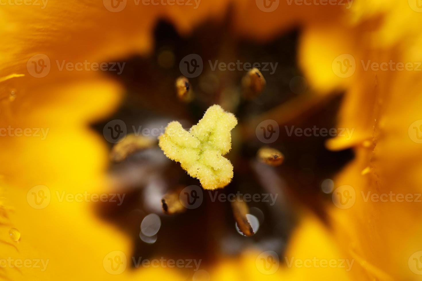 Tulip flower close up background family liliaceae botanical modern photo