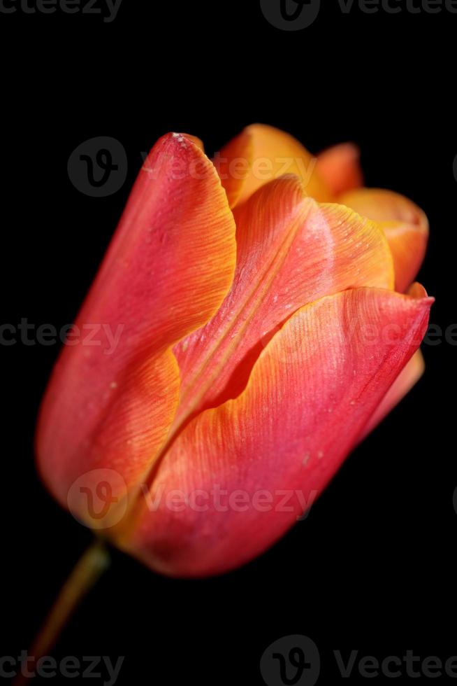 Tulip close up background family liliaceae botanical modern prints photo