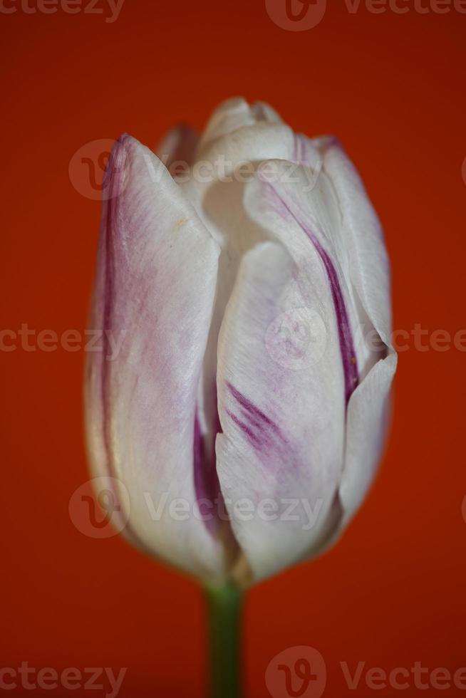 Tulip close up background family liliaceae botanical modern prints photo