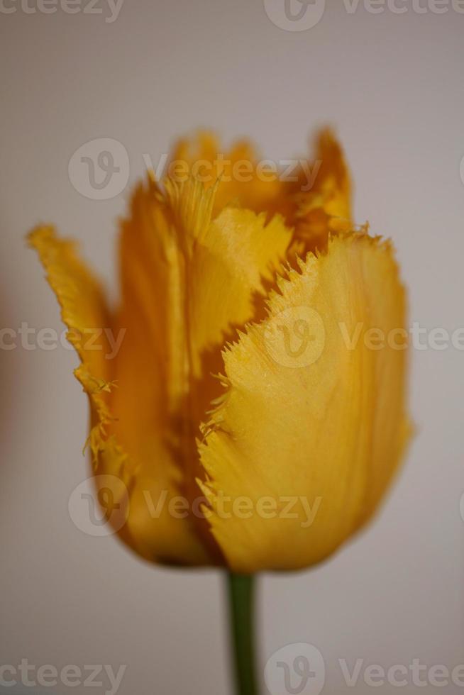 Tulip close up background family liliaceae botanical modern prints photo