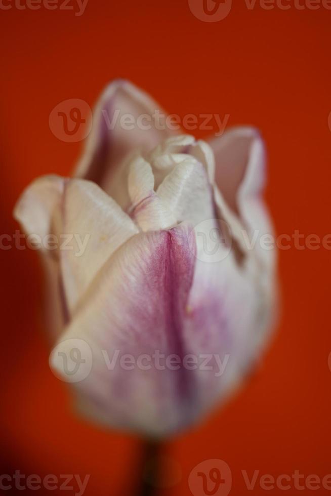 Tulip close up background family liliaceae botanical modern prints photo