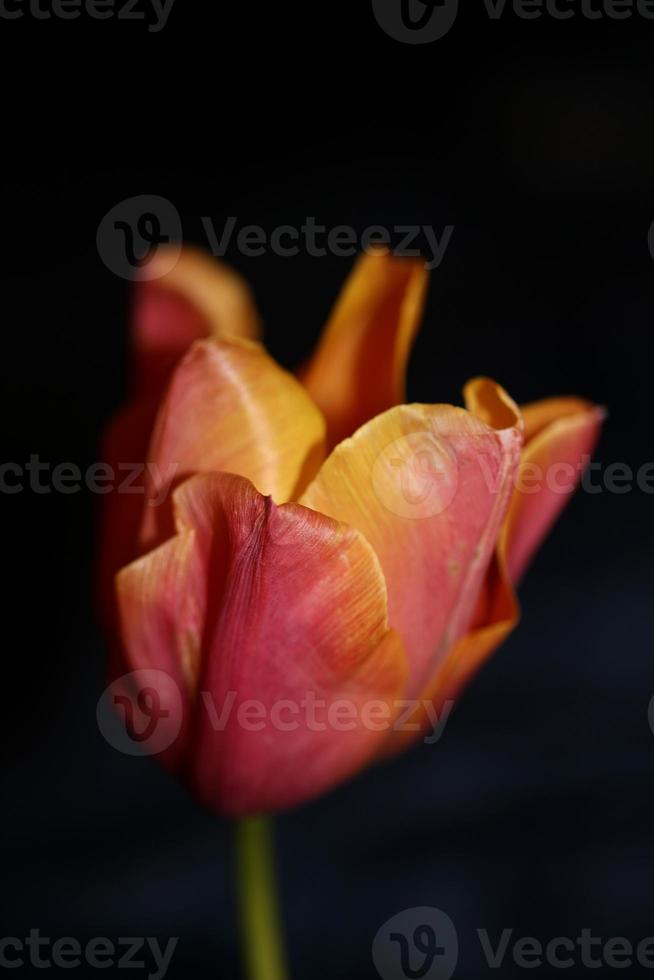 tulipán de cerca antecedentes familia liliaceae botánico estampados modernos foto