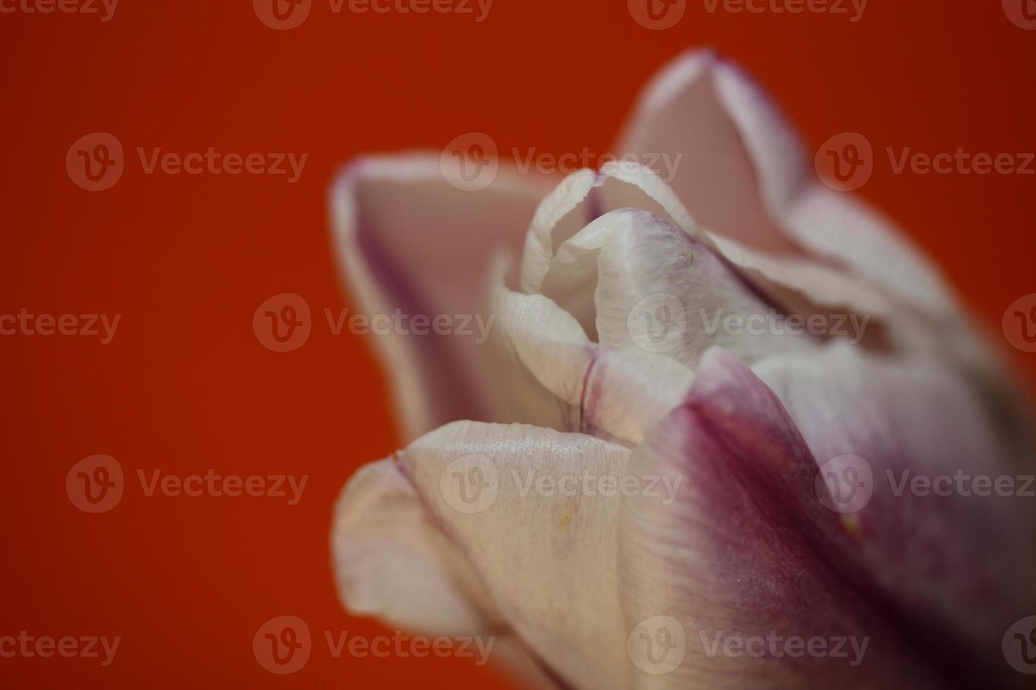 Tulip close up background family liliaceae botanical modern prints photo