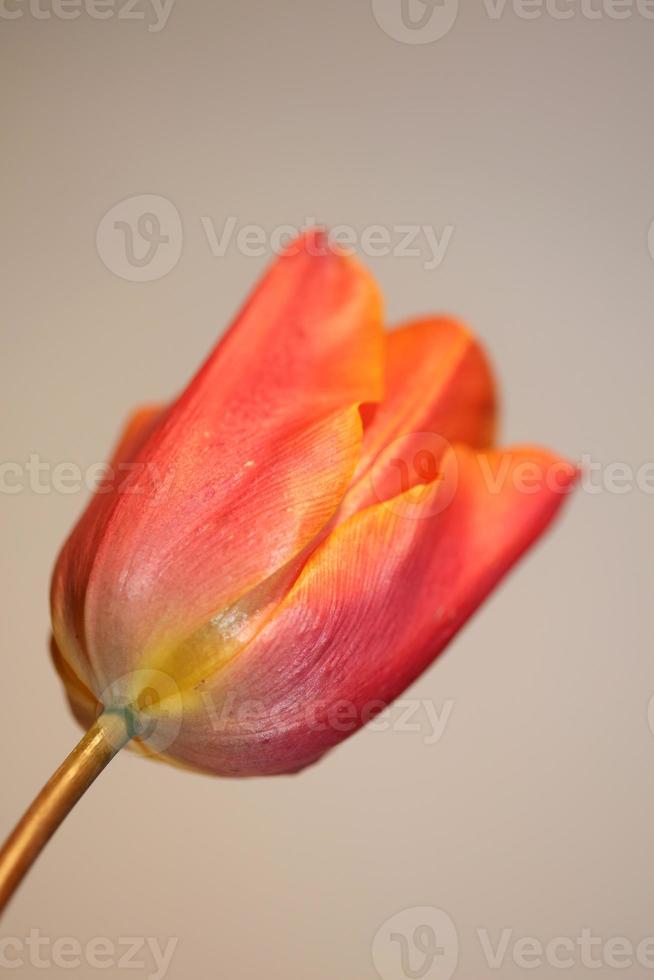 Tulip close up background family liliaceae botanical modern prints photo