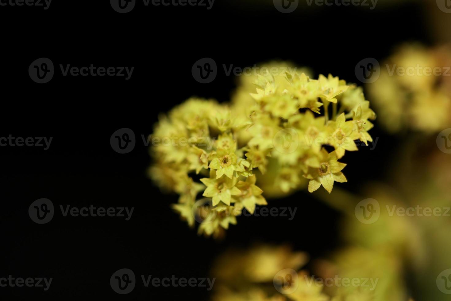 flor de flor de cerca impresiones de gran tamaño de alta calidad foto