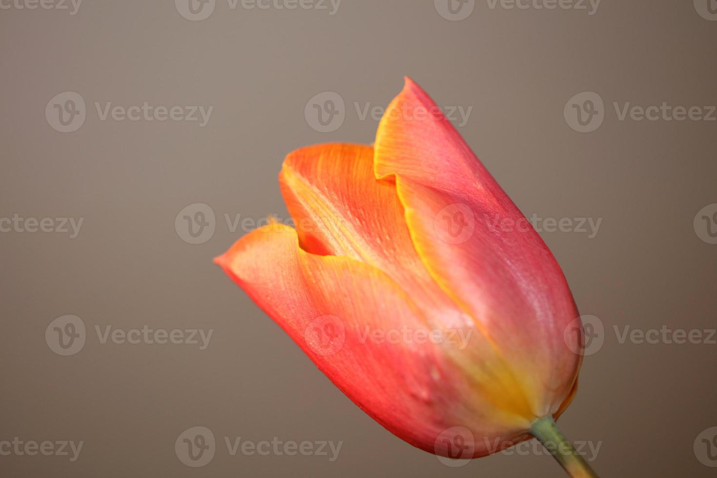 Tulip close up background family liliaceae botanical modern prints photo