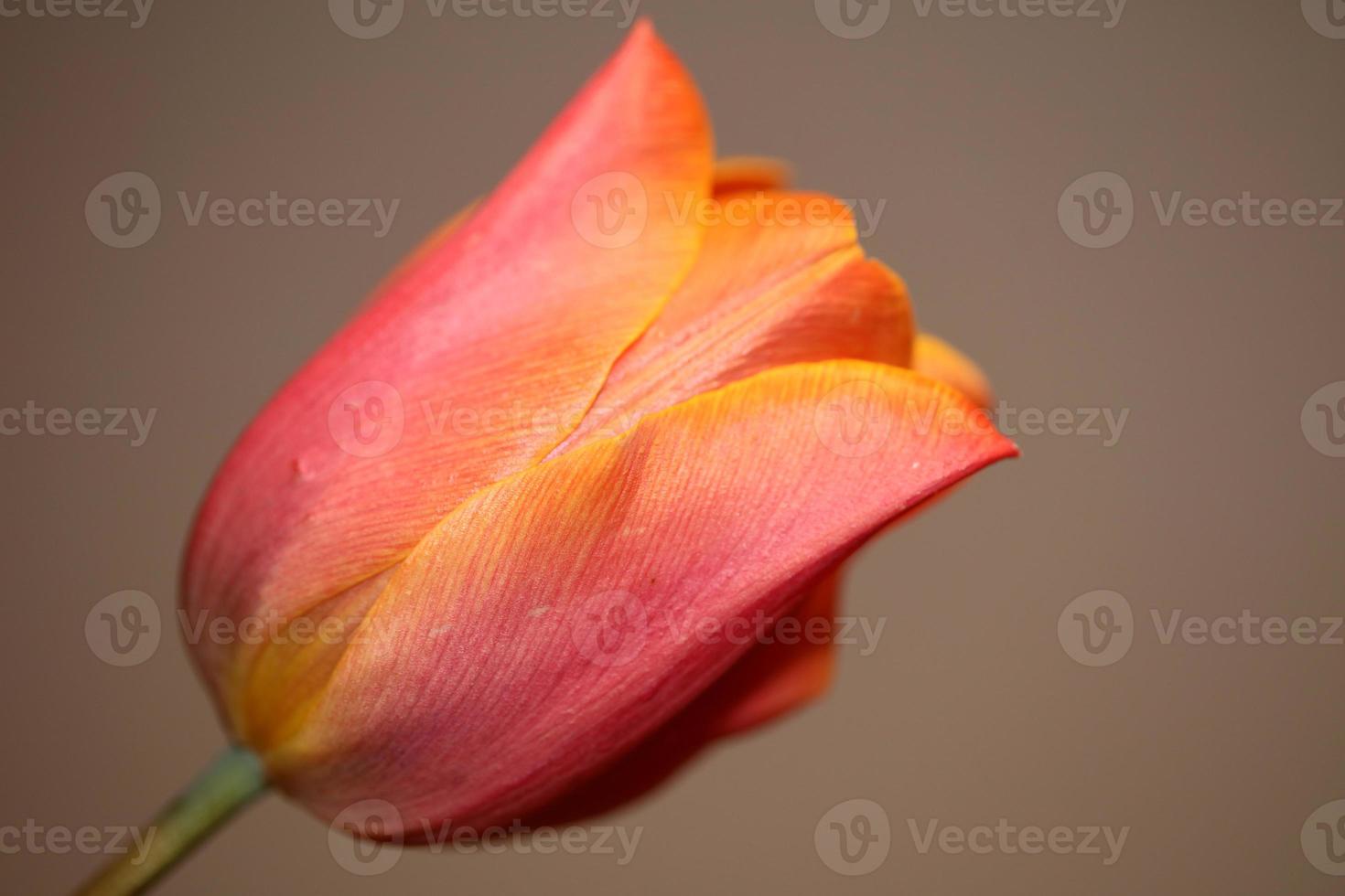 Tulip close up background family liliaceae botanical modern prints photo