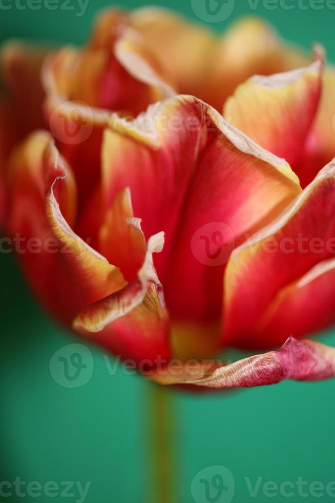 Tulip close up background family liliaceae botanical modern prints photo