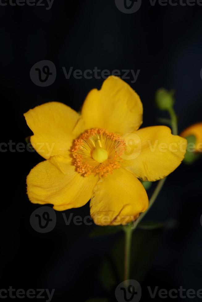 flor de cerca floreciente fondo botánico foto