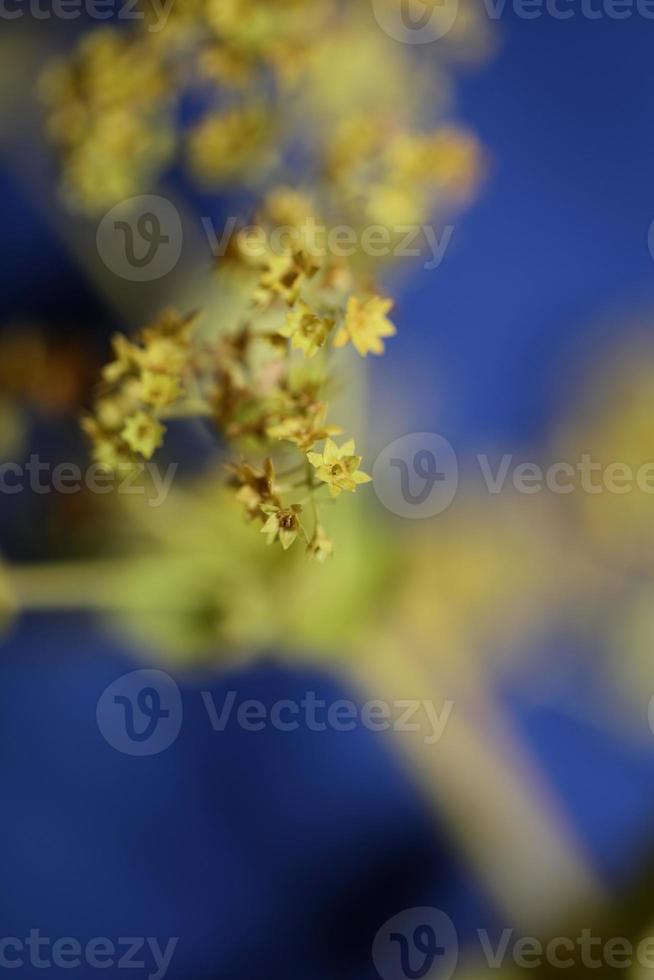 flor de flor de cerca impresiones de gran tamaño de alta calidad foto