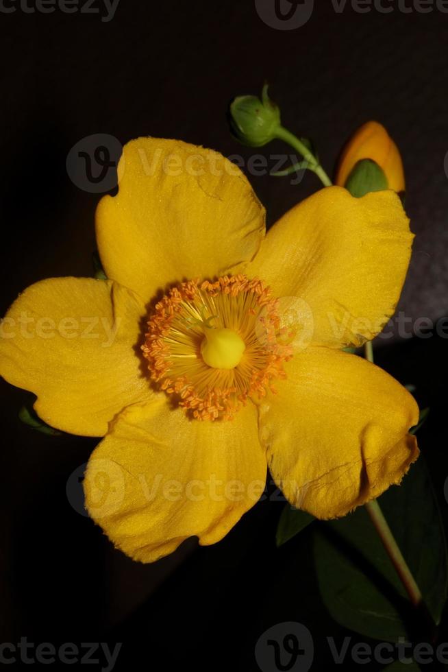 flor de cerca floreciente fondo botánico foto