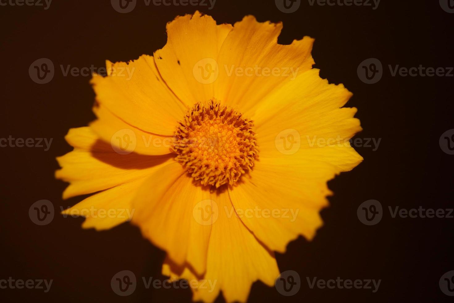 Flower blossom macro print background helianthus giganteus compositae photo