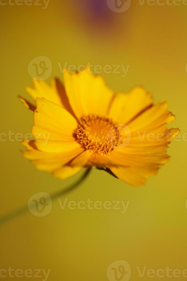 flor flor macro imprimir antecedentes helianthus giganteus compositae foto