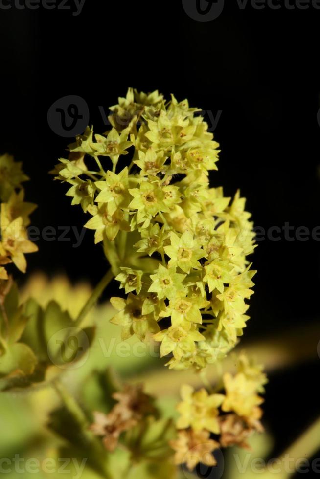 flor de flor de cerca impresiones de gran tamaño de alta calidad foto