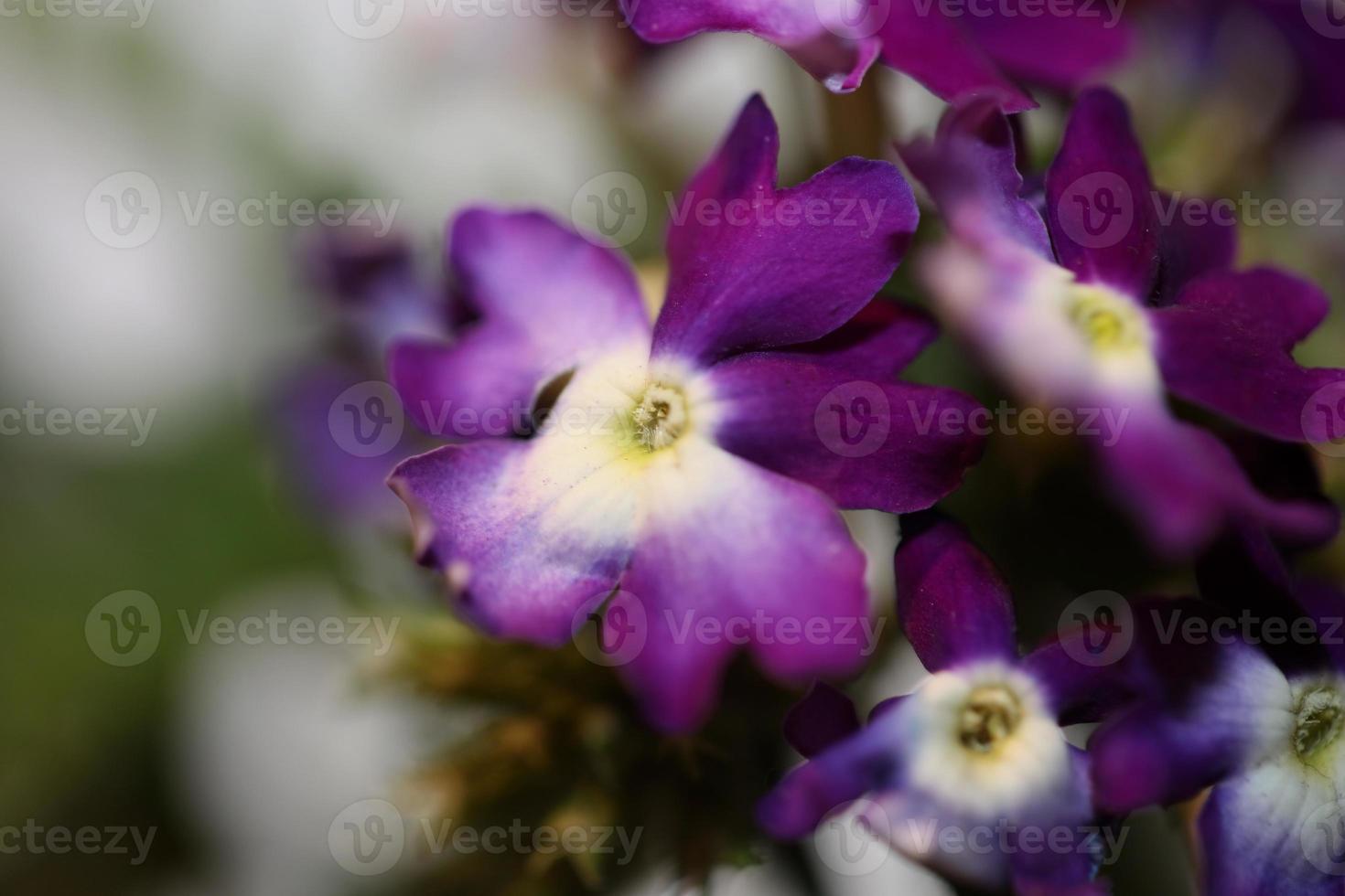 Flor colorida flor cerrar verbena familia híbrida verbenaceae foto