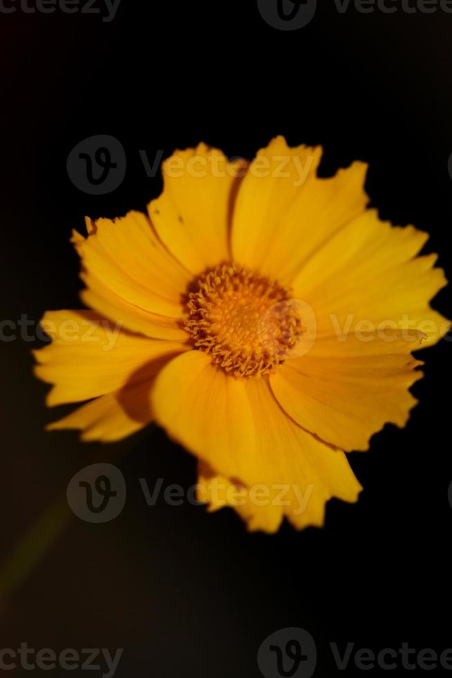 Flower blossom macro print background helianthus giganteus compositae photo