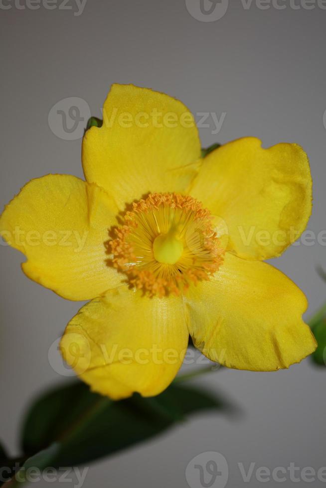 flor de cerca floreciente fondo botánico foto