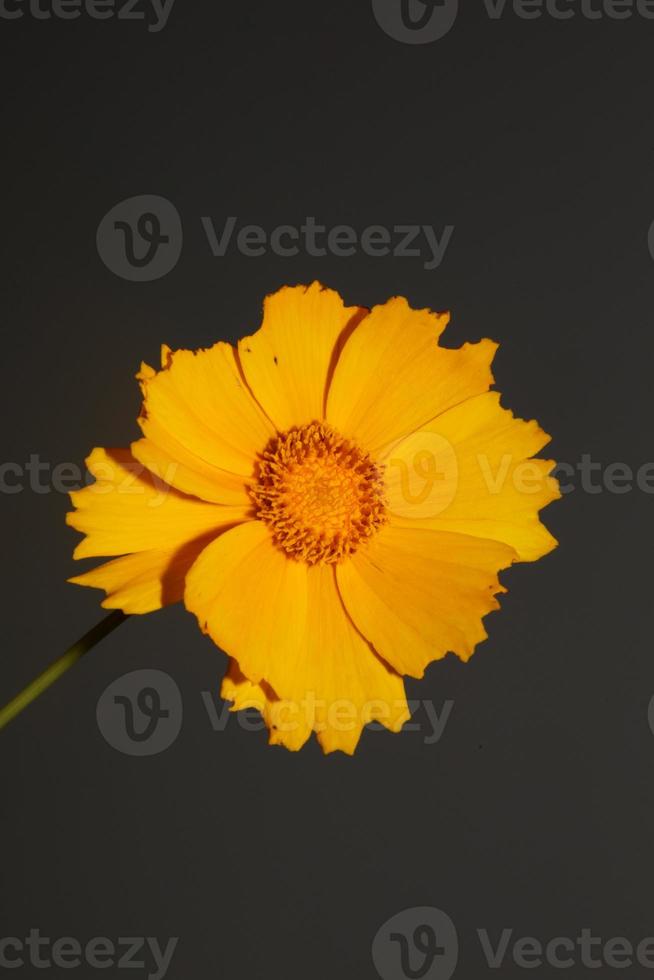 Flower blossom macro print background helianthus giganteus compositae photo