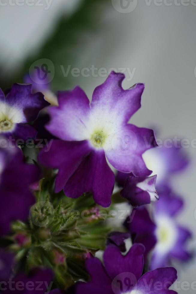 Flor colorida flor cerrar verbena familia híbrida verbenaceae foto