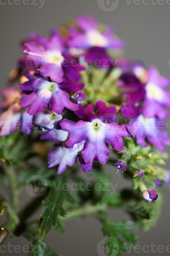 Flor colorida flor cerrar verbena familia híbrida verbenaceae foto