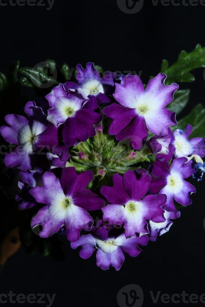 Flor colorida flor cerrar verbena familia híbrida verbenaceae foto