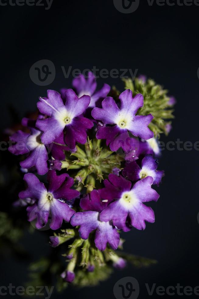 Colorful flower blossom close up verbena hybrid family verbenaceae photo