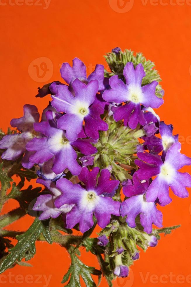 Flor colorida flor cerrar verbena familia híbrida verbenaceae foto