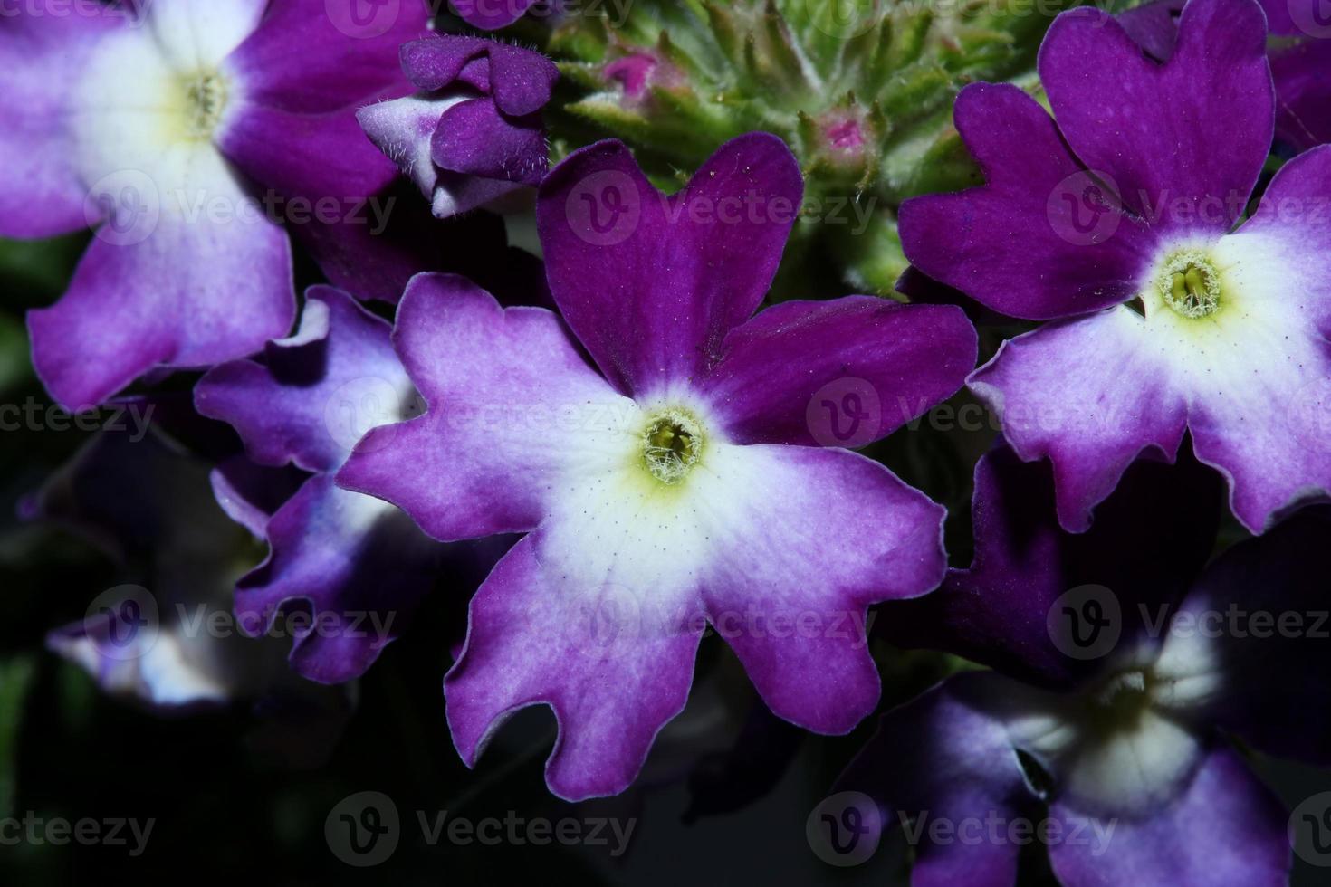 Flor colorida flor cerrar verbena familia híbrida verbenaceae foto