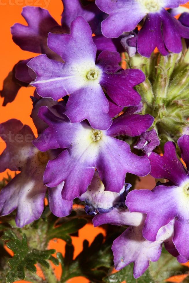 Flor colorida flor cerrar verbena familia híbrida verbenaceae foto