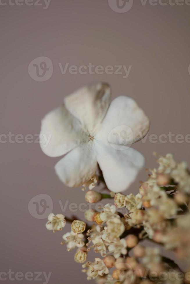 pequeña flor blanca que florece Viburnum tinus l. impresión familiar adoxaceae foto