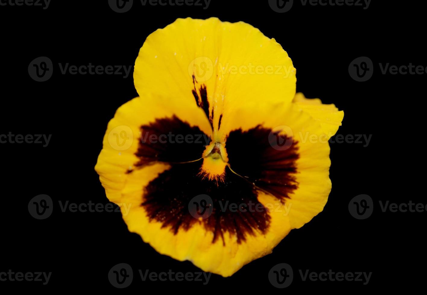 viola flor flor familia violaceae cerrar botánico imprimir foto