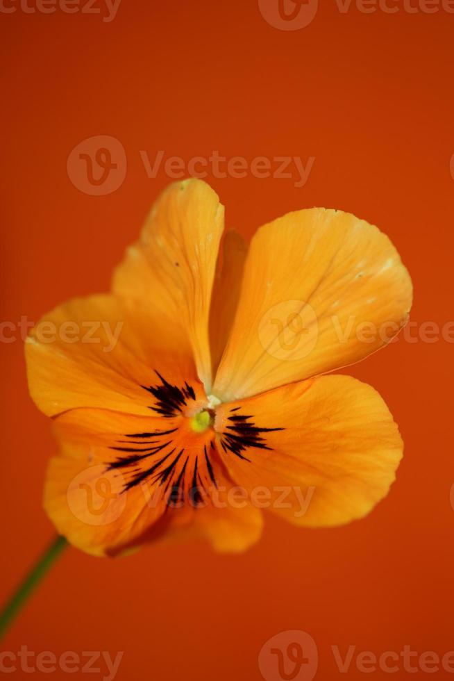 Viola flower blossom family violaceae close up botanical print photo