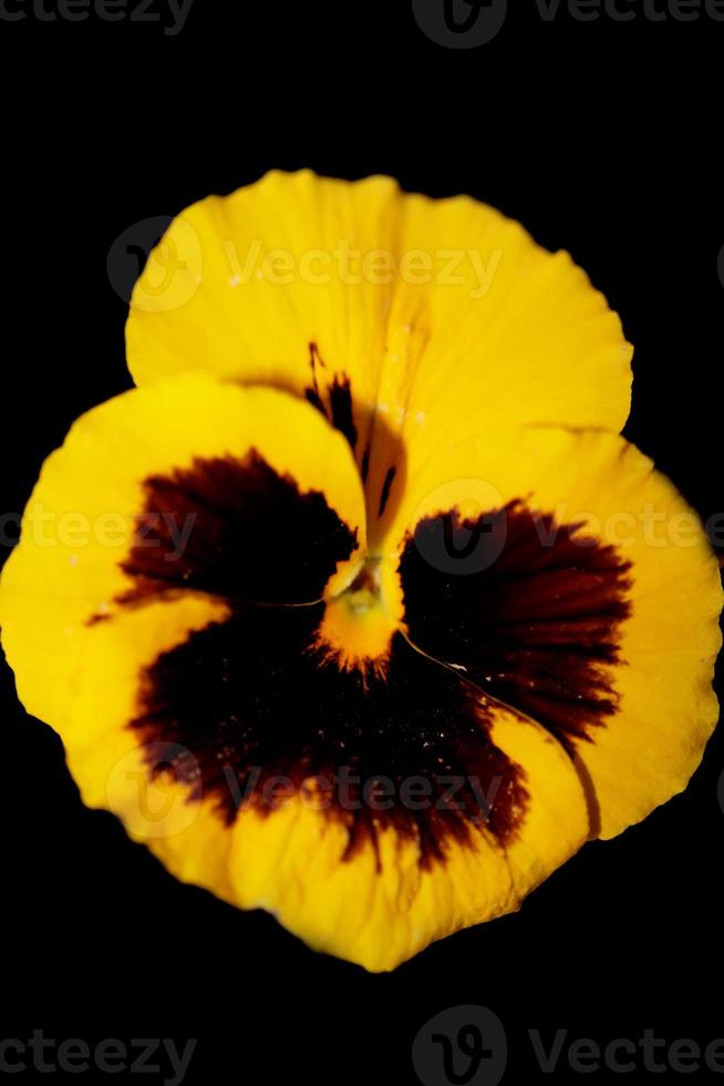 Viola flower blossom family violaceae close up botanical print photo