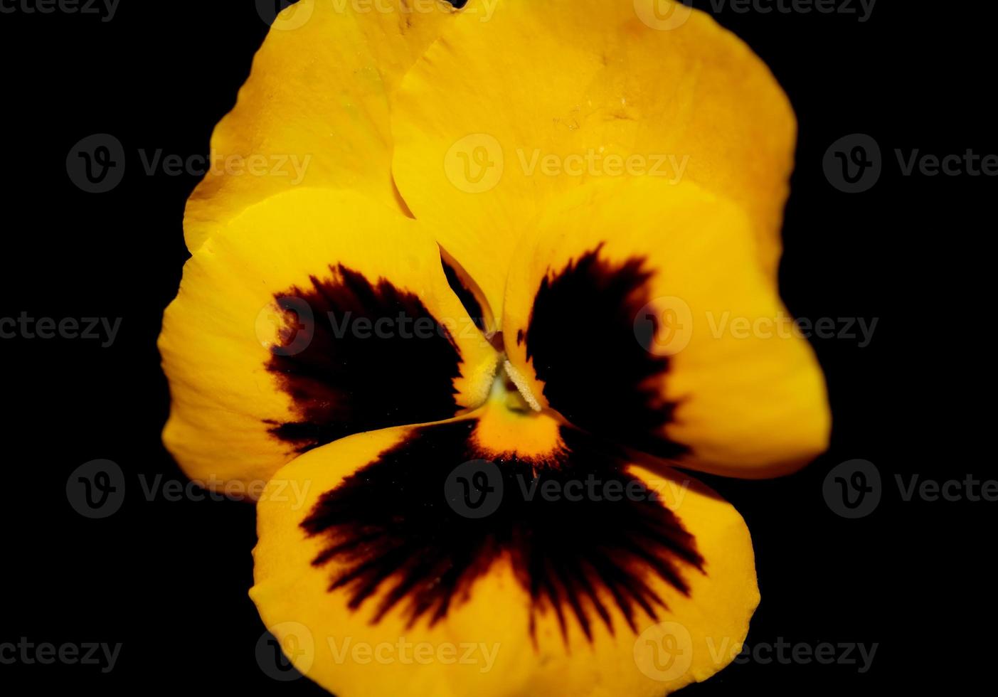 Viola flower blossom family violaceae close up botanical print photo