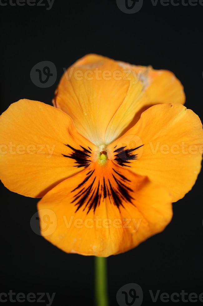 viola flor flor familia violaceae cerrar botánico imprimir foto