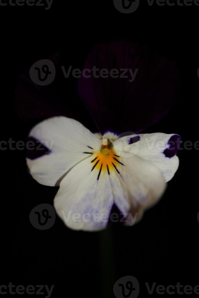 Viola flower blossom family violaceae close up botanical print photo
