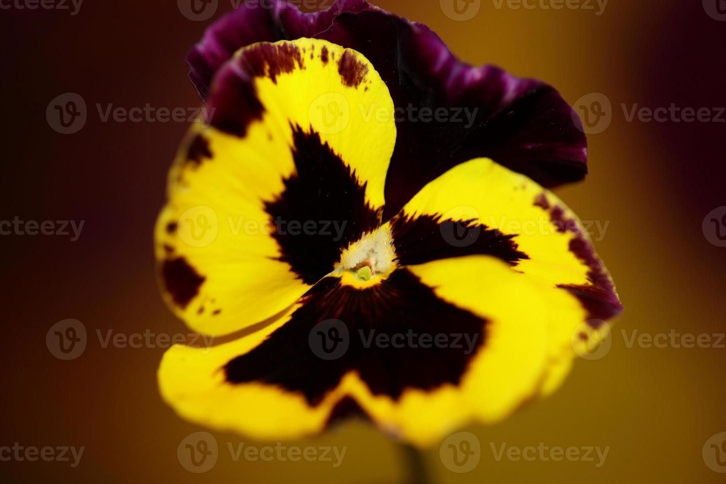 Viola flower blossom family violaceae close up botanical print photo