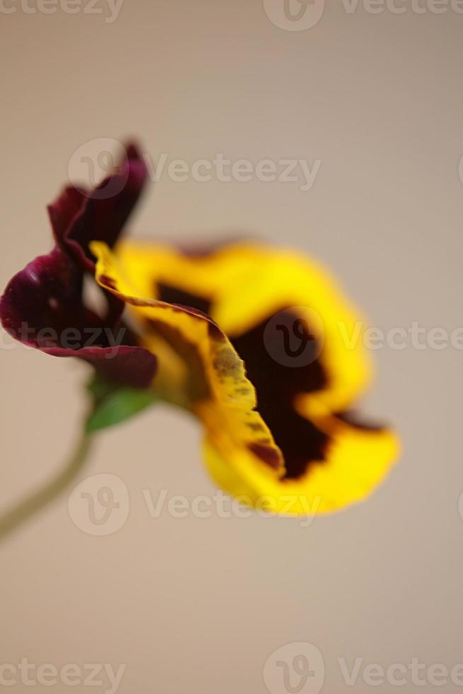 Viola flower blossom family violaceae close up botanical print photo