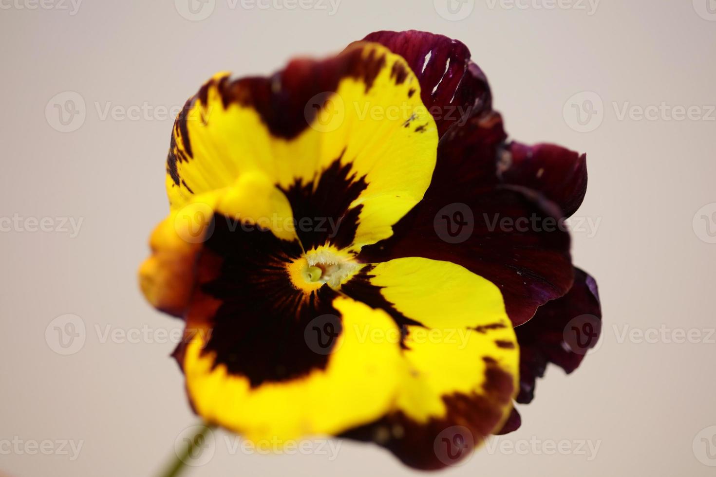 Viola flower blossom family violaceae close up botanical print photo