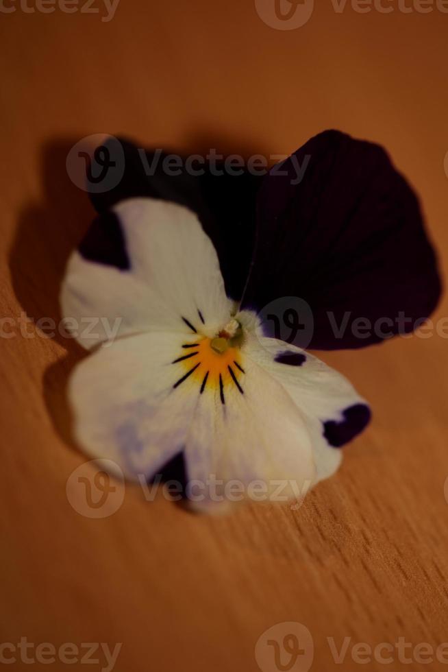 flor, flor, cerca, weigela, florida, familia caprifoliaceae foto