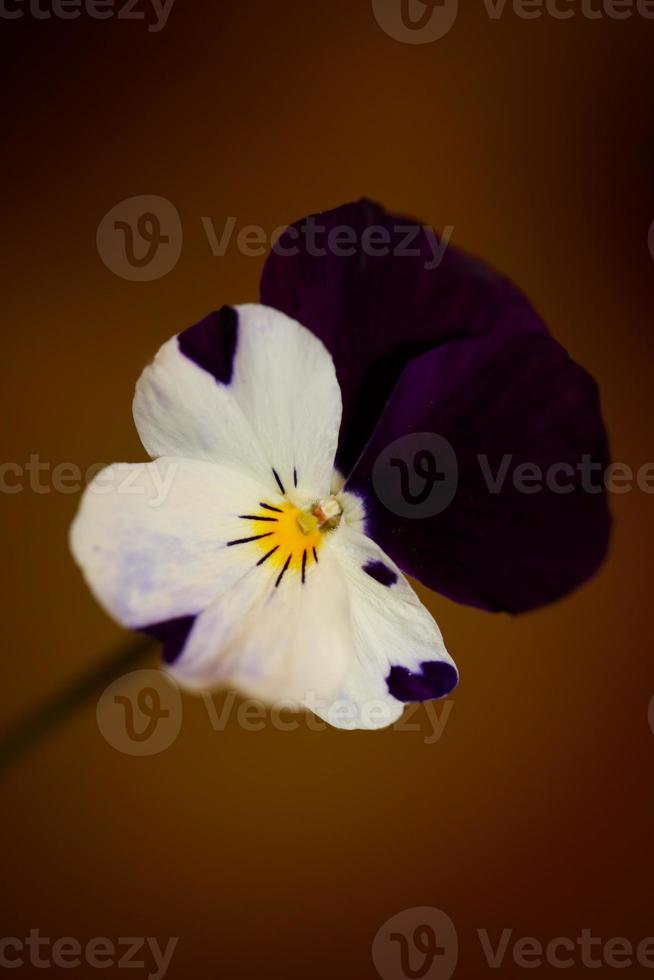 Flower blossom close up weigela florida family caprifoliaceae photo