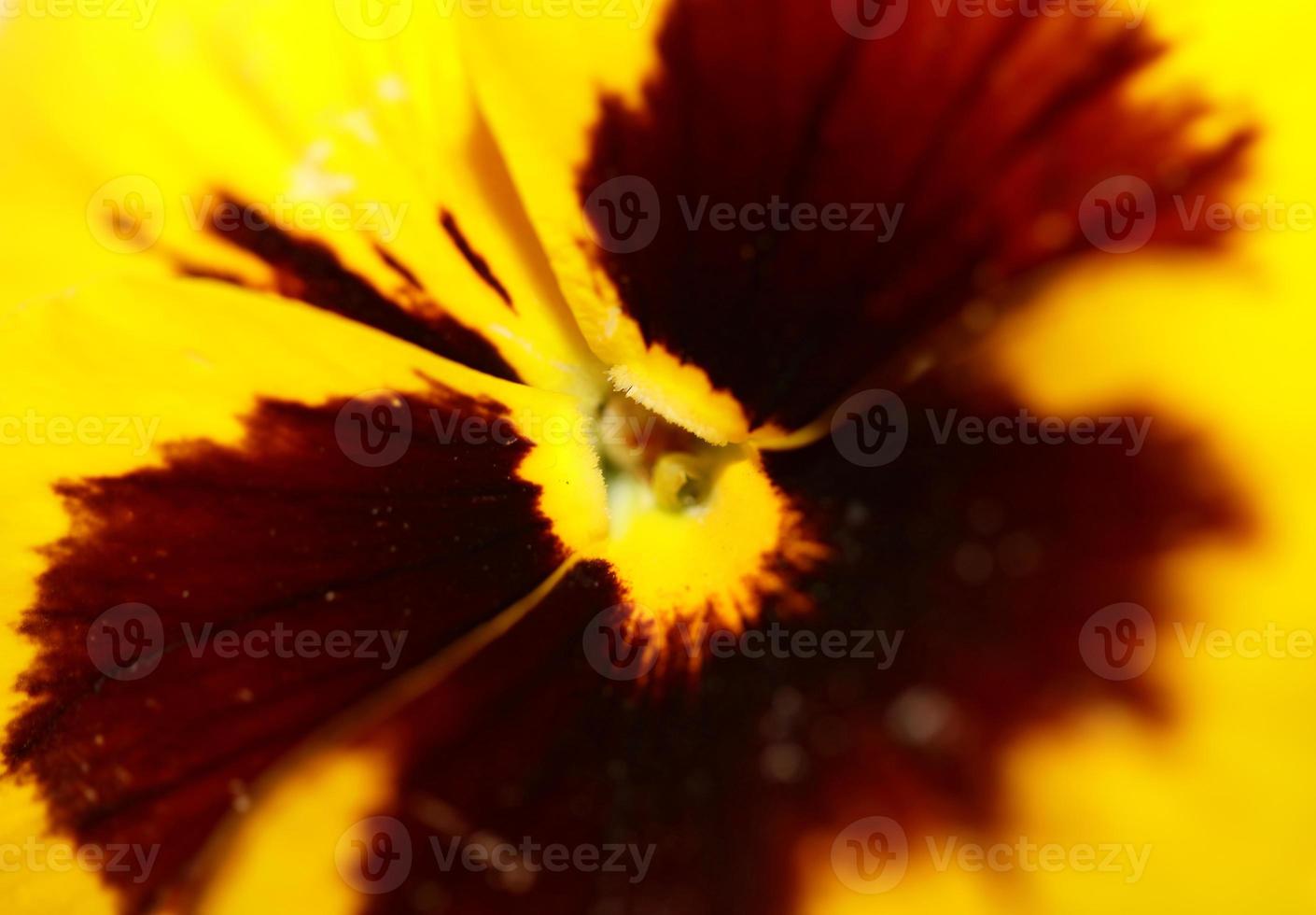 Flower blossom close up weigela florida family caprifoliaceae photo