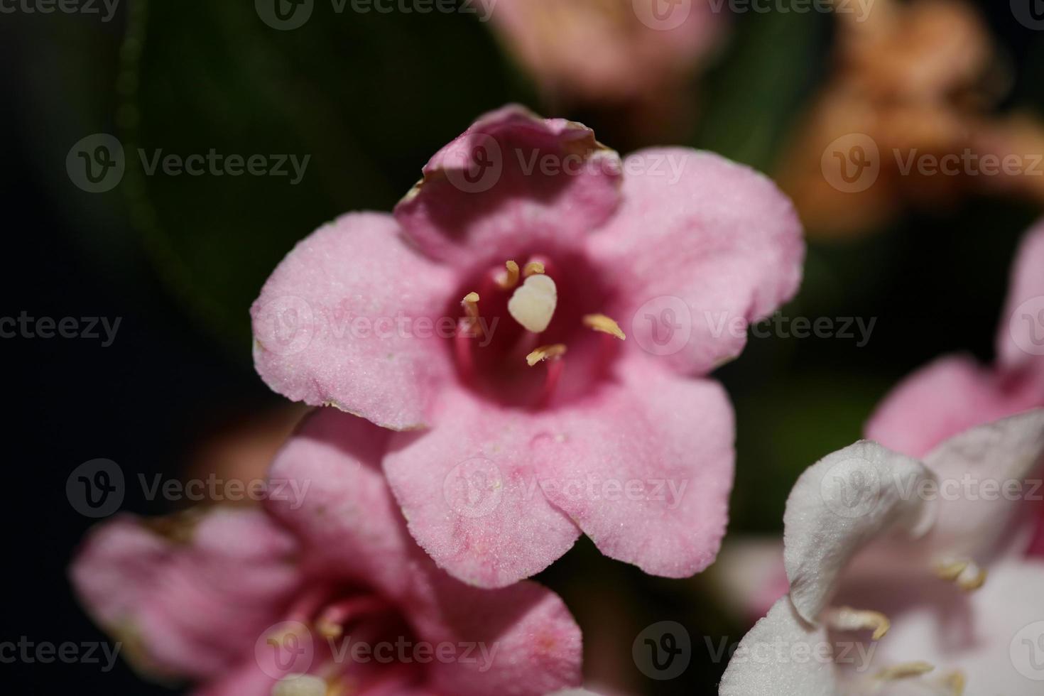 flor, flor, cerca, weigela, florida, familia caprifoliaceae foto